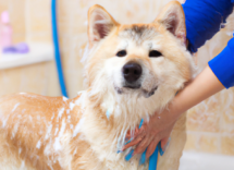 como banar un perro en casa