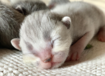 como cuidar a un gato recien nacido