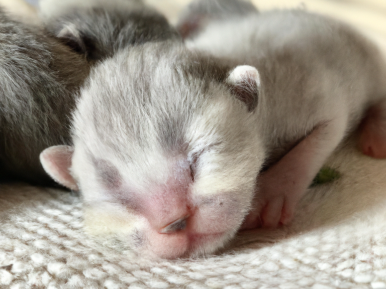 como cuidar a un gato recien nacido