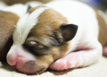 como cuidar a un perro recien nacido