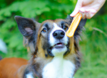 como premiar a un perro