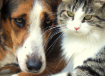 convivencia entre perros y gatos consejos utiles
