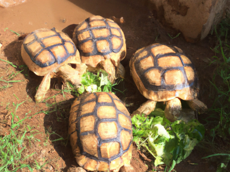 cosa mangiano le tartarughe di terra lalimentazione corretta