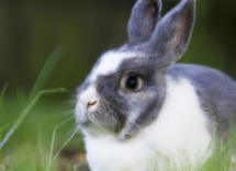 cuanto vive un conejo enano la esperanza de vida