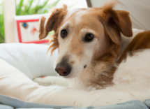 el celo en las perras como identificarlo y cuanto dura