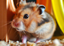 el celo en un hamster como identificarlo y cuanto dura