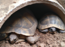 hibernacion de las tortugas