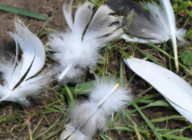 perche gli uccelli perdono le piume