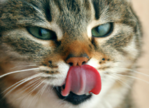 por que los gatos tienen la lengua aspera