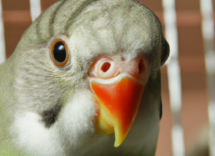 por que los pajaros cantan