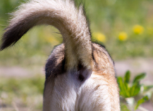 por que los perros mueven la cola