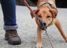 que hacer si el perro tira de la correa