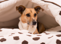 que hacer si tu perro tiene pulgas