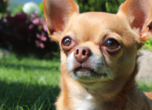 aceite de coco perros