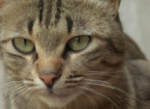 alga espirulina para gatos contraindicaciones y efectos secundarios