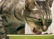 alimentacion de un gato diabetico algunas sugerencias para su dieta