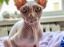 beneficios de la comida humeda para gatos