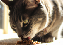 como alimentar a un gato esterilizado 2