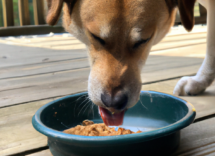 como alimentar a un perro esterilizado