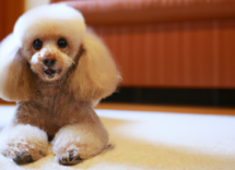 como dar brillo al pelo de mi perro consejos y trucos