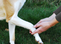 como ensenar a un perro a dar la pata