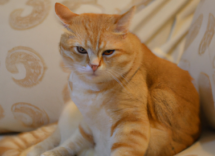 diabetes en gatos sintomas y tratamiento