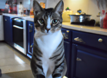 dieta barf gatos ventajas