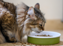 dieta barf para gatos desventajas para nuestra mascota