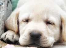 dieta barf per cuccioli cosa bisogna sapere