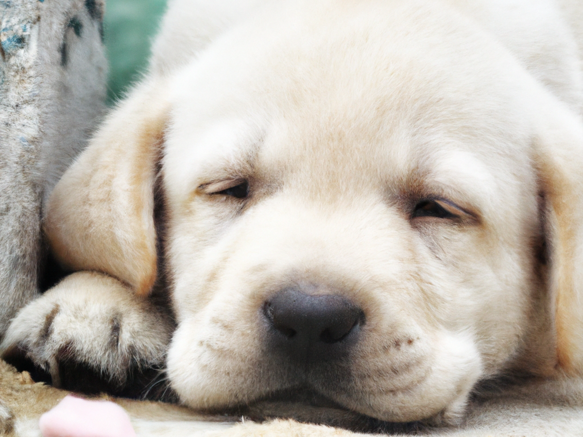 dieta barf per cuccioli cosa bisogna sapere