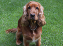 dieta barf perro que es