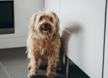 dieta barf perros ventajas