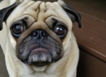 dieta blanda perros diarrea