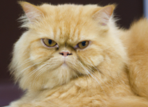 diez cosas que los gatos odian de los humanos