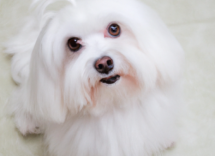 el sindrome de cushing en perros que es y cuales son los sintomas