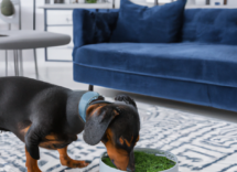 espirulina para perros que es y cuales son sus beneficios 2