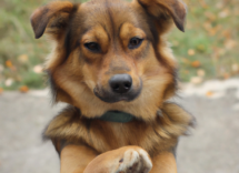 esterilizar a un perro beneficios e inconvenientes