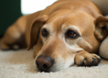 fiebre en perros sintomas y como bajarla
