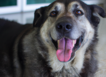 leishmaniasis en perros sintomas prevencion y tratamiento 2