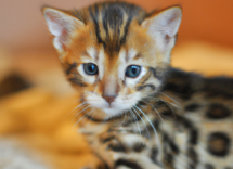 nombres de gatos machos originales