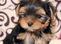 nombres de perros hembra originales