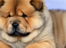 nombres de perros macho originales