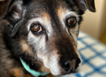 pancreatitis en perros la dieta adecuada para tu mascota 2