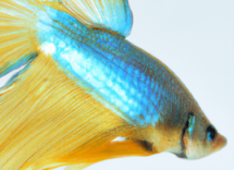 peces compatibles para vivir con un pez betta para un acuario