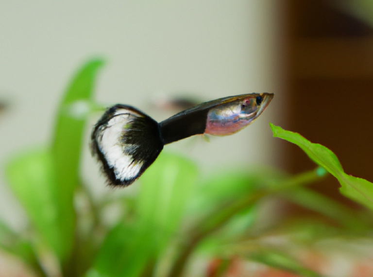 peces guppys reproduccion y cuidados