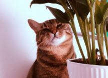 plantas venenosas gatos