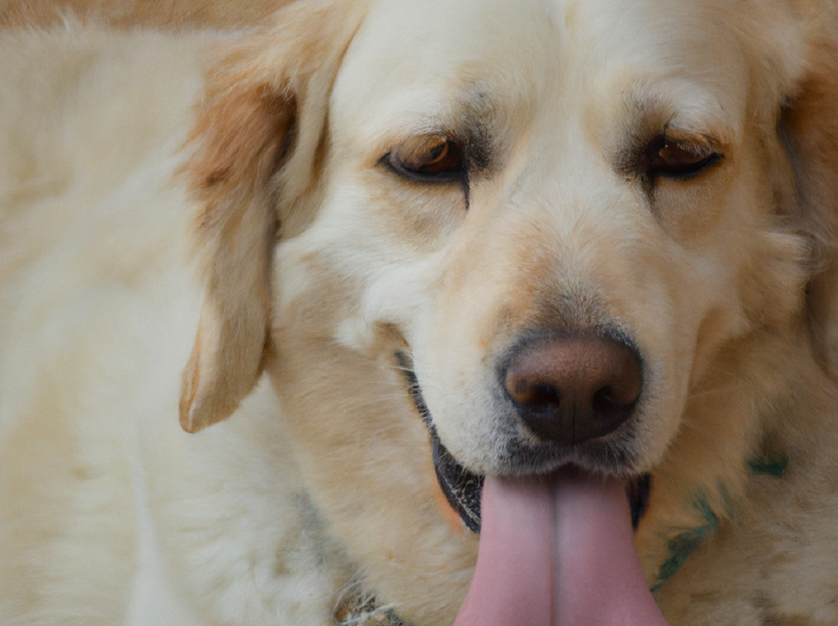 por donde sudan los perros curiosidades sobre el sudor canino