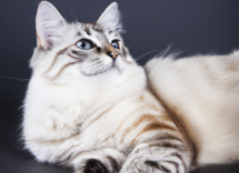 por que los gatos tienen bigotes