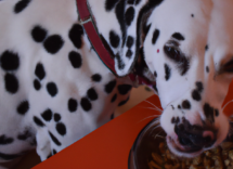 por que los perros comen poco en verano causas y consejos utiles 2
