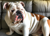 por que un perro tose